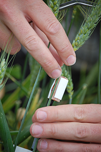 Wheat transpiration fl ow being measured with a stem flow gauge